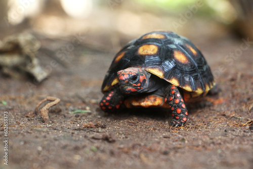 Cute small baby Red-foot Tortoise in the nature,The red-footed tortoise (Chelonoidis carbonarius) is a species of tortoise from northern South America