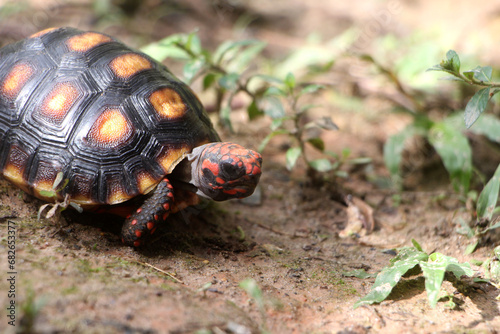 Cute small baby Red-foot Tortoise in the nature,The red-footed tortoise (Chelonoidis carbonarius) is a species of tortoise from northern South America