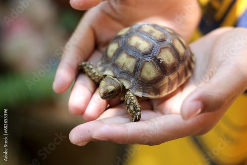 Tortoise on the hands of man (African spurred tortoise ),Cute portrait of baby tortoise ,Geochelone sulcata ,Close up Baby Tortoise Hatching (African spurred tortoise),Birth of new life photo