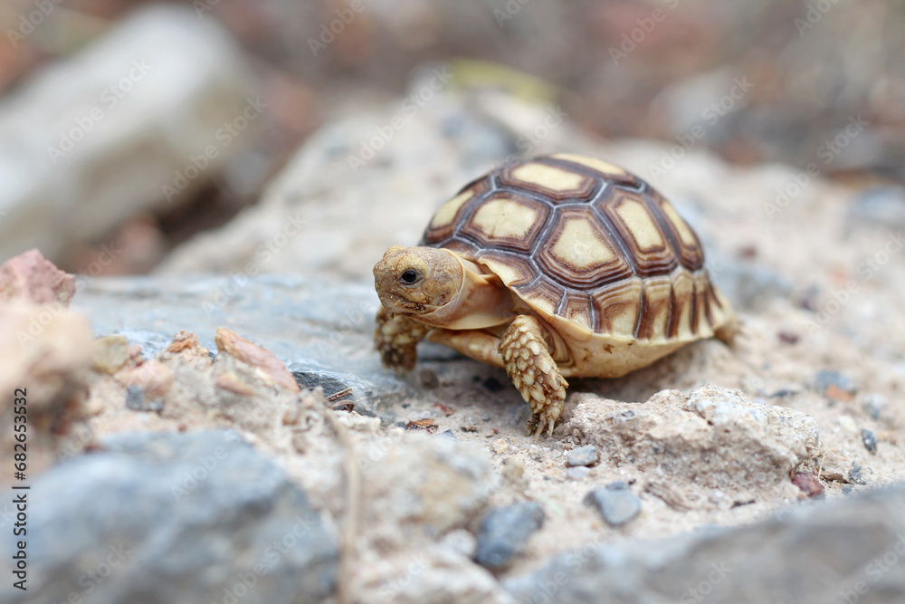 African Sulcata Tortoise Natural Habitat,Close up African spurred tortoise resting in the garden, Slow life ,Africa spurred tortoise sunbathe on ground with his protective shell ,Beautiful Tortoise
African Sulcata Tortoise Natural Habitat,Close up African spurred tortoise resting in the garden, Slow life ,Africa spurred tortoise sunbathe on ground with his protective shell ,Beautiful Tortoise