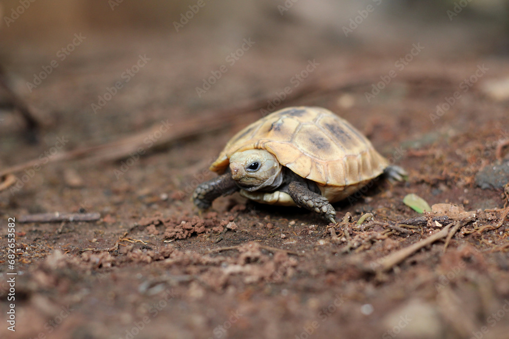 Elongated tortoise in the nature, Indotestudo elongata ,Tortoise sunbathe on ground with his protective shell ,Tortoise from Southeast Asia and parts of South Asia ,High yellow Tortoise Elongated tortoise in the nature, Indotestudo elongata ,Tortoise sunbathe on ground with his protective shell ,Tortoise from Southeast Asia and parts of South Asia ,High yellow Tortoise
