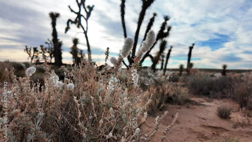 Camera boom or jib up from a low angle to reveal a tall Joshua tree in the Mojave Desert