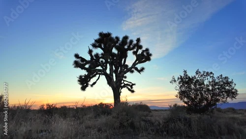Wallpaper Mural Joshua tree in silhouette in the Mojave Desert at dawn - isolated push in Torontodigital.ca