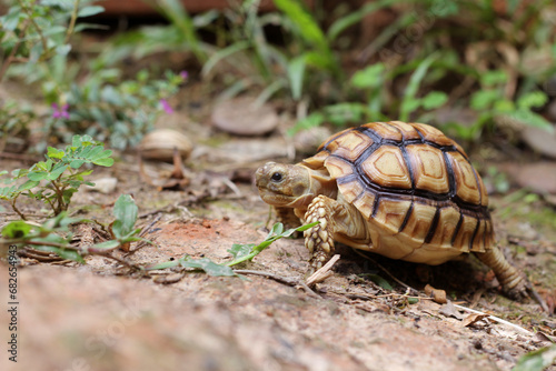 African Sulcata Tortoise Natural Habitat,Close up African spurred tortoise resting in the garden, Slow life ,Africa spurred tortoise sunbathe on ground with his protective shell ,Beautiful Tortoise
