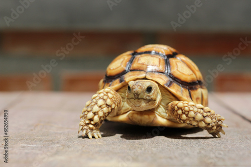 African Sulcata Tortoise Natural Habitat,Close up African spurred tortoise resting in the garden, Slow life ,Africa spurred tortoise sunbathe on ground with his protective shell ,Beautiful Tortoise  © Aekkaphum
