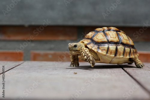 African Sulcata Tortoise Natural Habitat,Close up African spurred tortoise resting in the garden, Slow life ,Africa spurred tortoise sunbathe on ground with his protective shell ,Beautiful Tortoise  © Aekkaphum