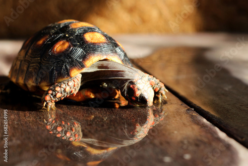 Cute small baby Red-foot Tortoise in the nature,The red-footed tortoise (Chelonoidis carbonarius) is a species of tortoise from northern South America photo