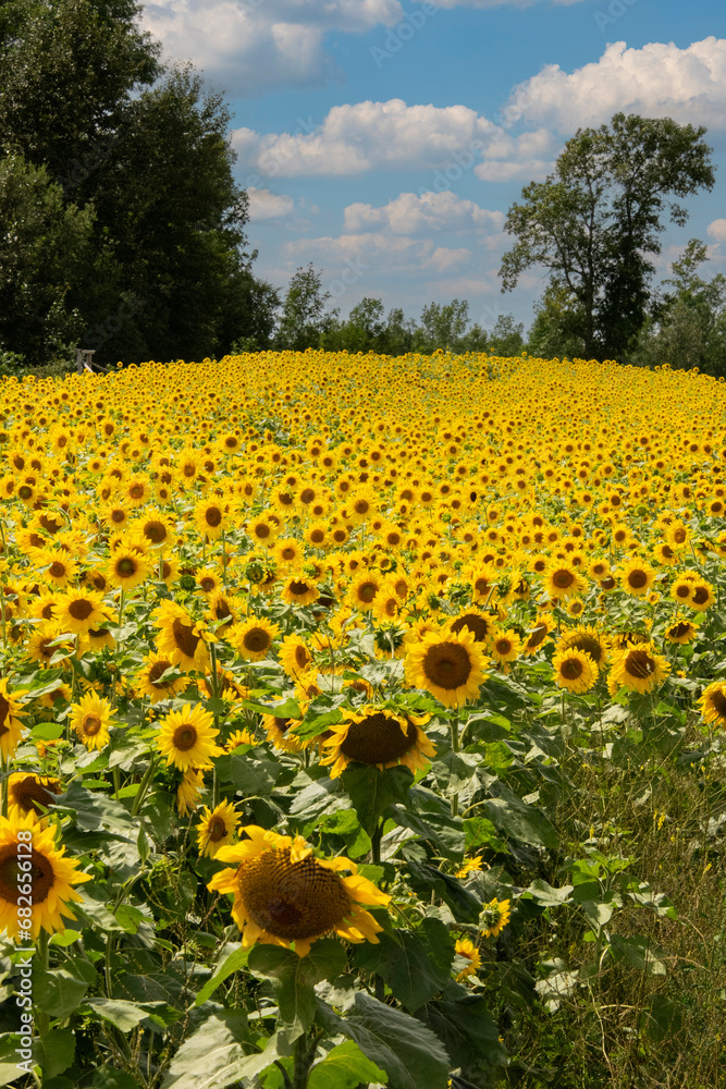 Obraz premium Field of Sunflowers, Sunflower, Helianthus annuus, Manitoulin Island, Ontario, Canada