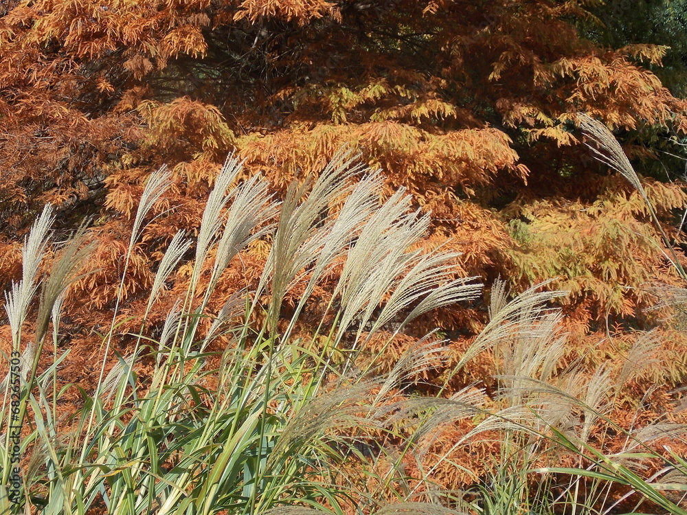 Obraz premium autumn landscape