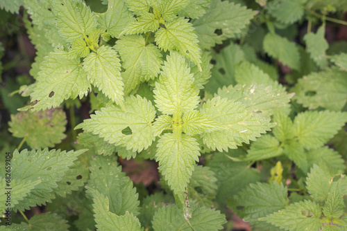 close up of stinging nettle plant and leaves 