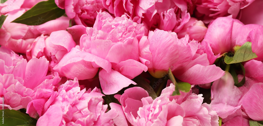 Pink peony flowers, closeup view