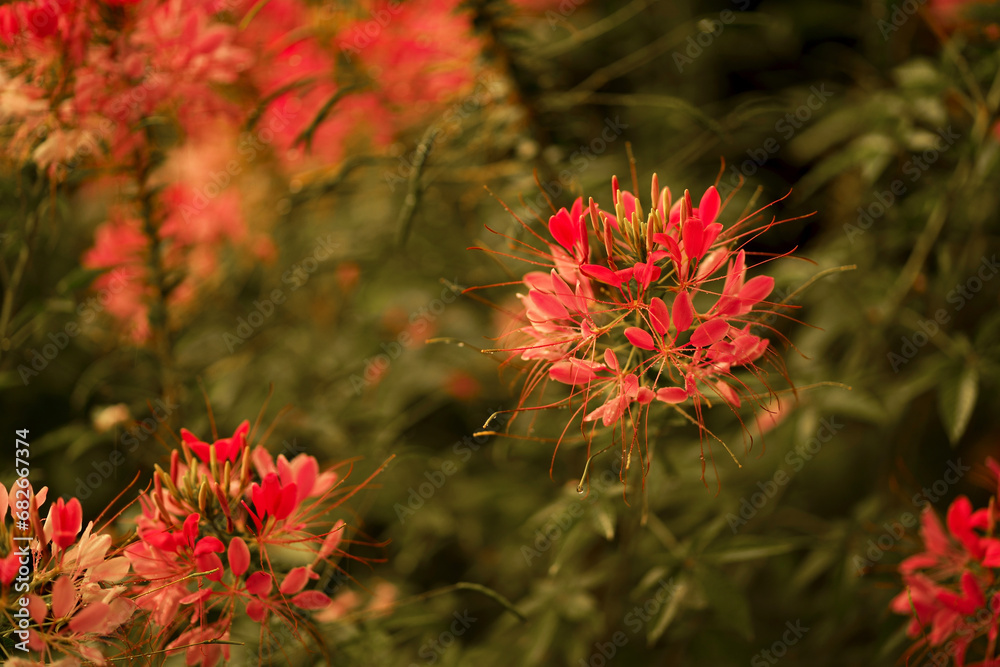 pink clusters of flowering shrub bloom in July pink clusters of flowering shrub bloom in July