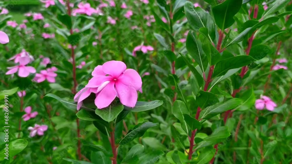 Closeup of pink catharanthus roseus and flower drops looking beautiful. Closeup of pink catharanthus roseus and flower drops looking beautiful.