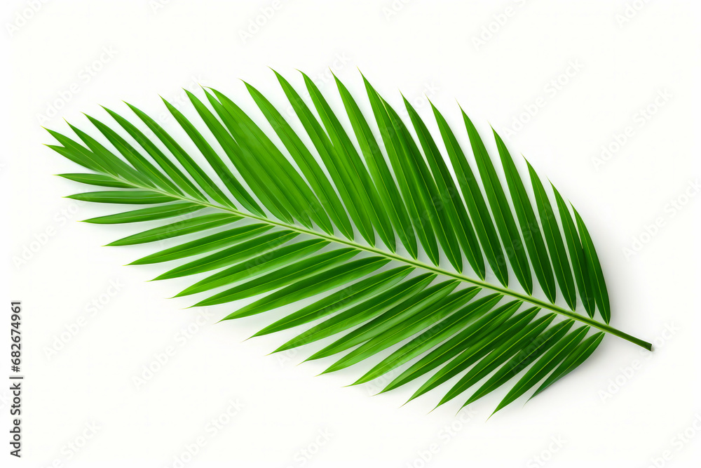 Fototapeta premium Green leaf on white background with shadow of the leaves.