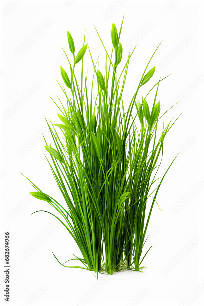 Plant with green leaves in white vase on table. Plant with green leaves in white vase on table.