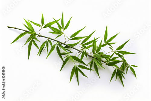 Branch of bamboo plant with green leaves on white background.