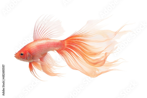 Firefish in Isolation on a transparent background