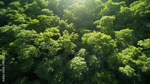 a forest of trees © KWY