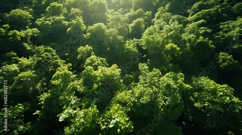 a forest of trees