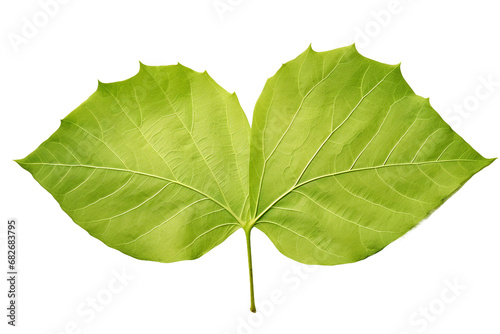 Poplar Leaf in Isolation on a transparent background photo