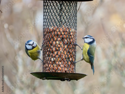 Closeup of two blue tits perched on a bird feeder