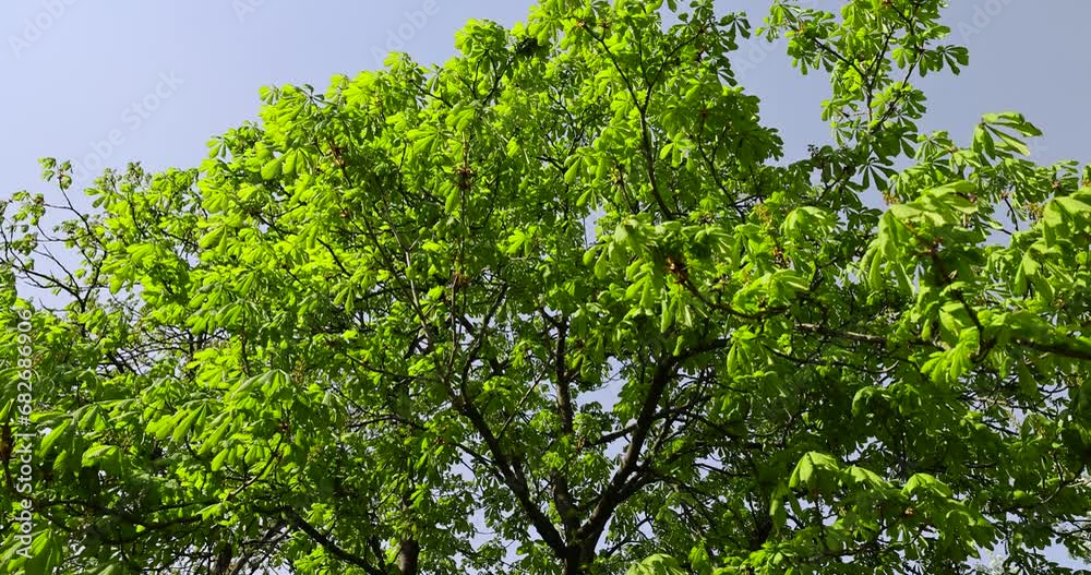 a flowering chestnut tree in the spring season, a spring park with chestnuts with flowers and with the first green foliage in sunny weather a flowering chestnut tree in the spring season, a spring park with chestnuts with flowers and with the first green foliage in sunny weather
