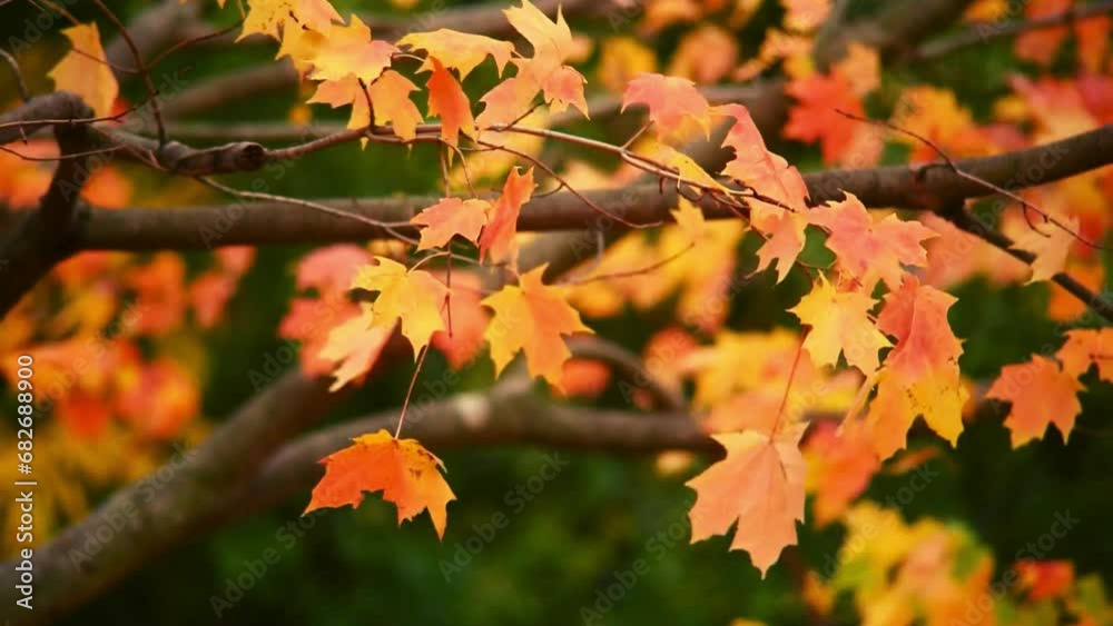 autumn leaves on a tree autumn leaves on a tree
