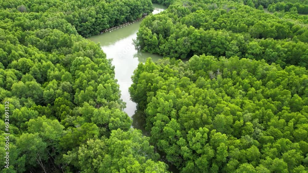 The river path that boats take to cross the mangrove forest The river path that boats take to cross the mangrove forest