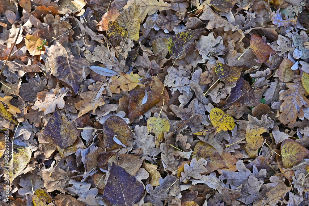 Autunno in Lombardia - Basiglio, foglie secche nel Parco Agricolo Sud Milano