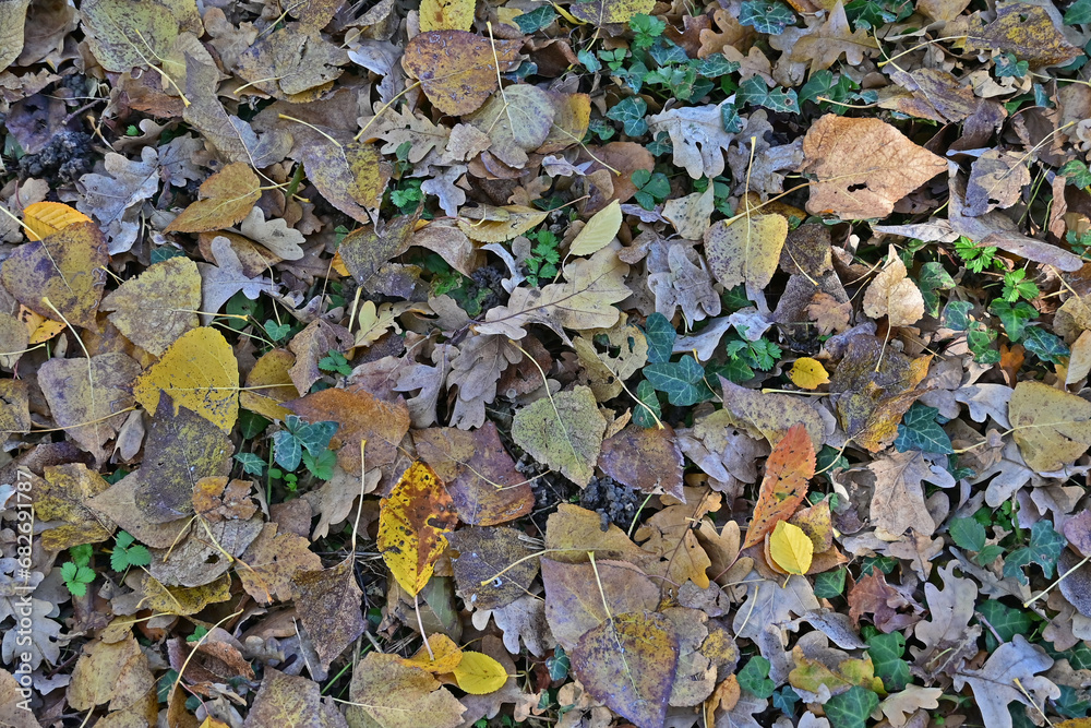 Autunno in Lombardia - Basiglio, foglie secche nel Parco Agricolo Sud Milano Autunno in Lombardia - Basiglio, foglie secche nel Parco Agricolo Sud Milano