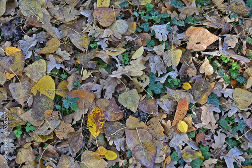 Autunno in Lombardia - Basiglio, foglie secche nel Parco Agricolo Sud Milano photo