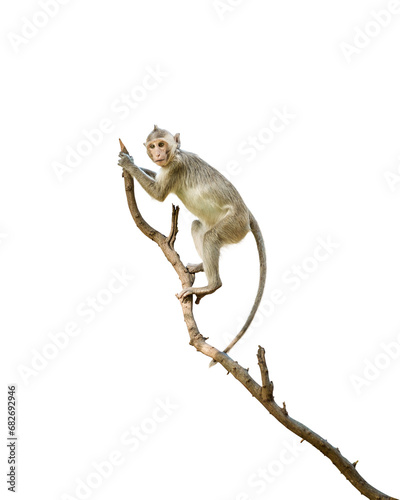 Portrait, one brown monkey or Macaca in forest park climb on branch and is enjoying and making eye contact. Material for creative idea. Isolated on white background with clipping path and transparent.