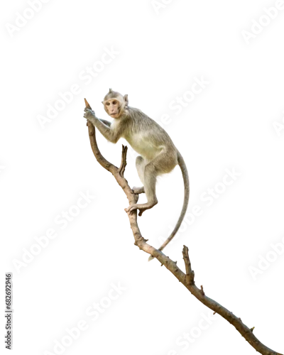 Naklejka na ścianę Portrait, one brown monkey or Macaca in forest park climb on branch and is enjoying and making eye contact. Material for creative idea. Isolated on white background with clipping path and transparent.