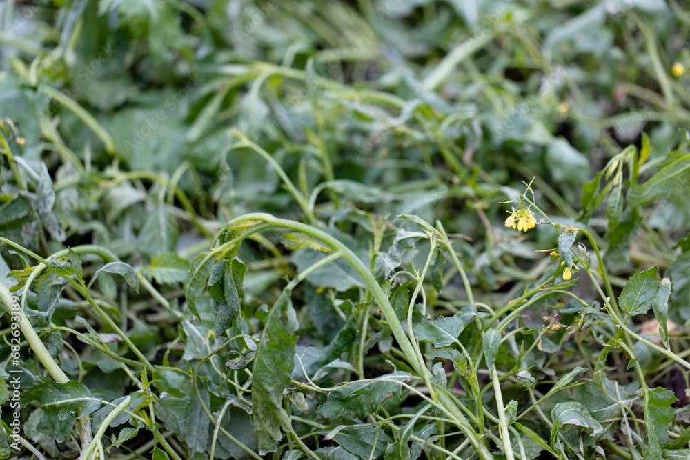 Improving soil structure with green manure. Mustard crops. Improving soil structure with green manure. Mustard crops.