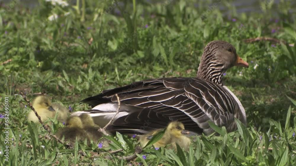 Greylag goose with chicks on a meadow Greylag goose with chicks on a meadow
