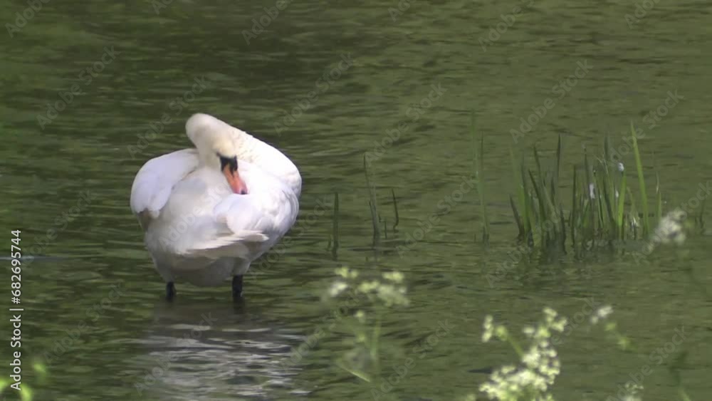 Mute swan preens itself in the water Mute swan preens itself in the water
