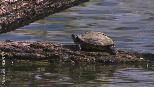 water turtle on a tree trunk 