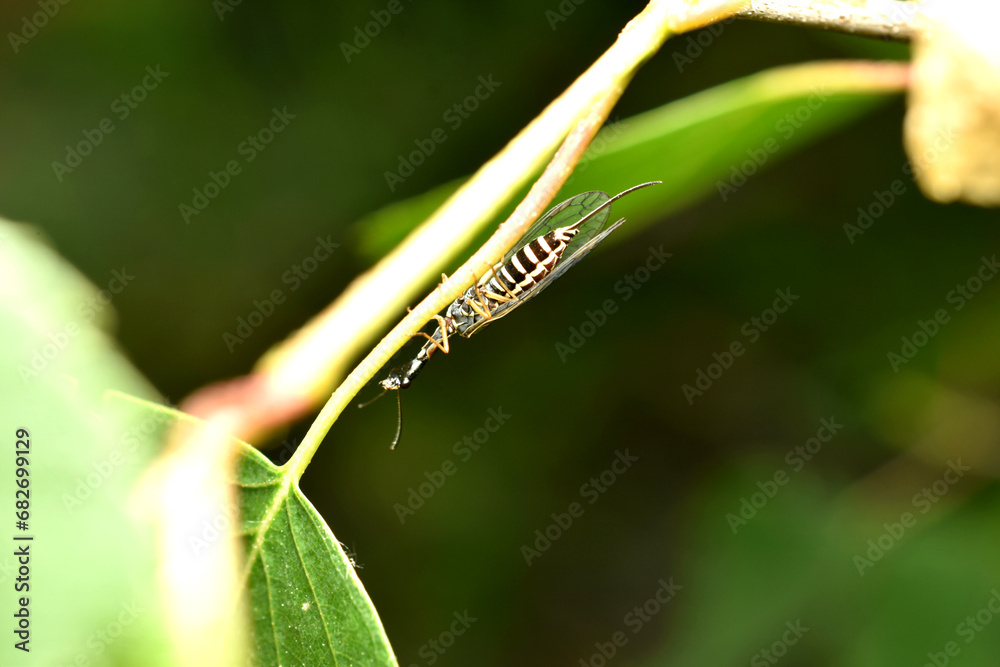 An insect called camel, order Raphidioptera. An insect called camel, order Raphidioptera.