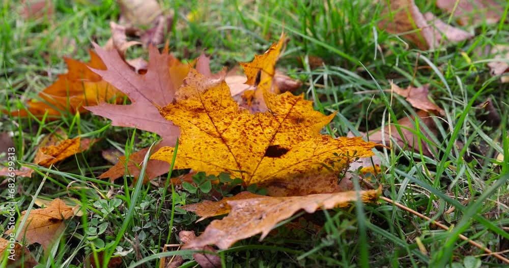 yellow foliage maple trees in autumn, maple in autumn in cloudy weather during leaf fall yellow foliage maple trees in autumn, maple in autumn in cloudy weather during leaf fall