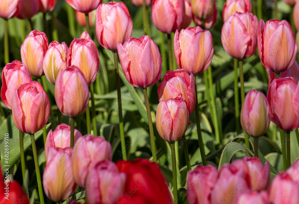 Fototapeta premium red and pink tulips blooming in a garden