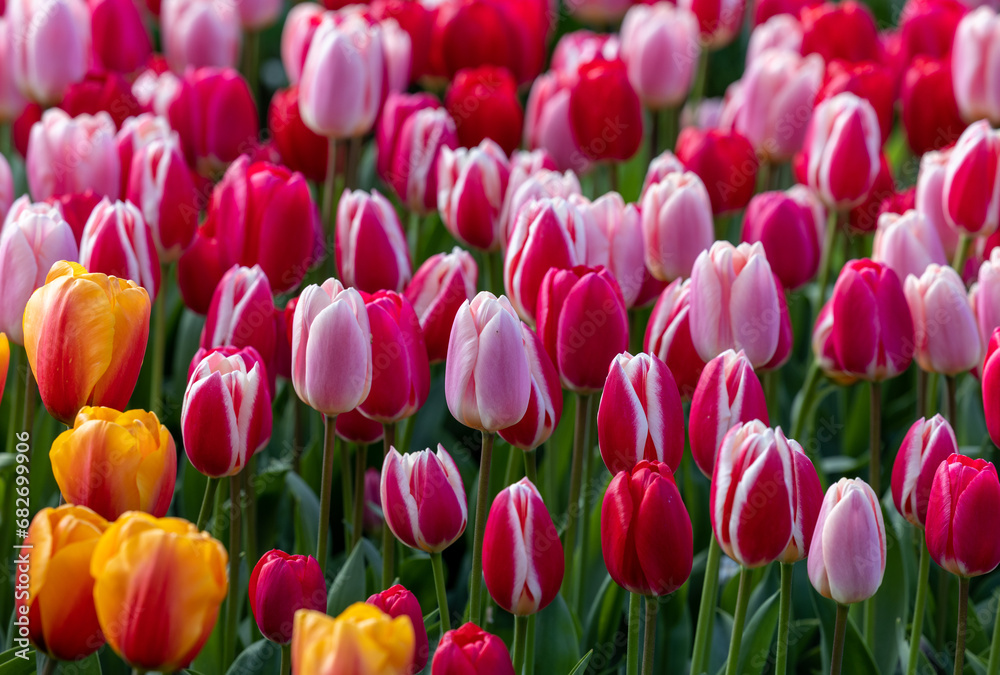 red and pink tulips blooming in a garden red and pink tulips blooming in a garden