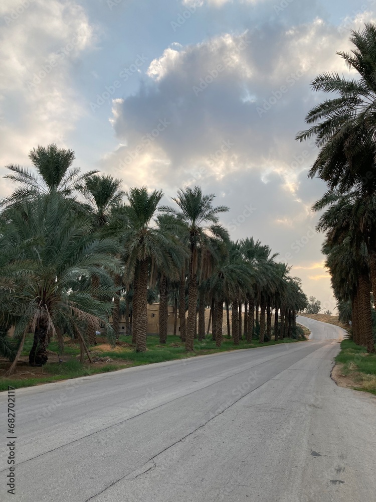 Wonderful palm farms in the Kingdom of Saudi Arabia
