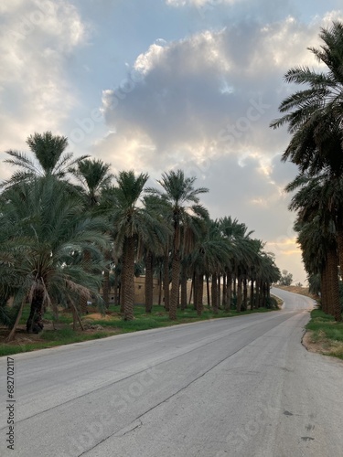 Wonderful palm farms in the Kingdom of Saudi Arabia 