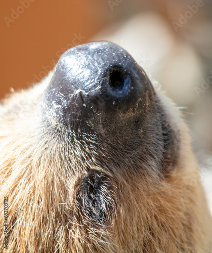 Portrait of a sloth in the zoo photo