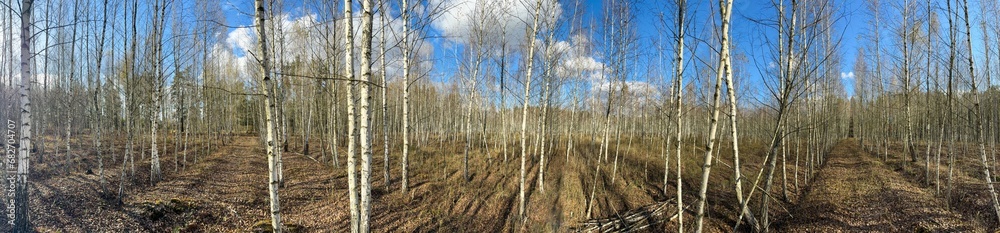 Young birch trees in the forest in late autumn. Panorama Young birch trees in the forest in late autumn. Panorama