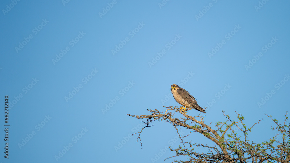 Fototapeta premium Lanner Falcon (Falco biarmicus) Kgalagadi Transfrontier Park, South Africa
