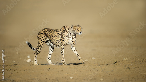 Cheetah (Acinonyx jubatus) Kgalagadi Transfrontier Park, South Africa photo