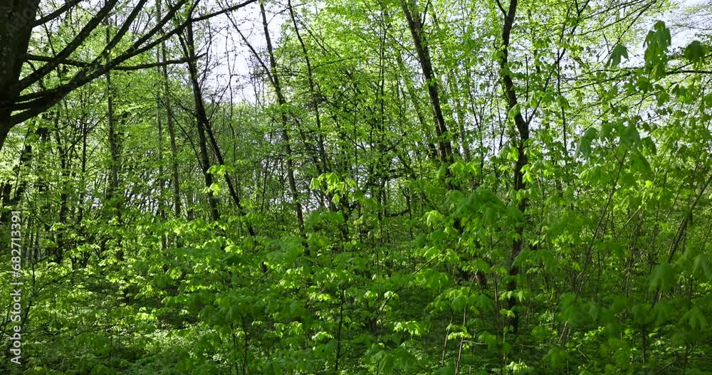 green foliage on trees during spring warming, beautiful young foliage of trees in a mixed forest green foliage on trees during spring warming, beautiful young foliage of trees in a mixed forest