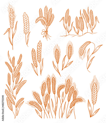 Spikelet of wheat set. Hand drawn vector sketch.