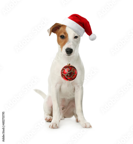Adorable dog in Santa hat holding red Christmas ball isolated on white © New Africa